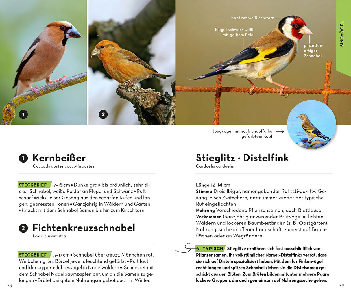 BASIC Vögel - Singvögel