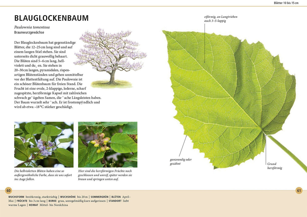 blauglockenbaum blatt erkennen