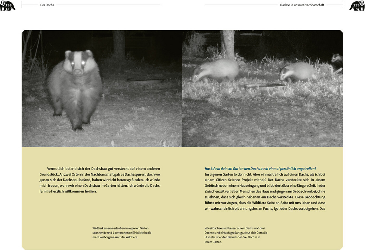 Der Dachs - Ein Wildtier erobert den Siedlungsraum - Innenansicht 