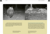 Der Dachs - Ein Wildtier erobert den Siedlungsraum - Innenansicht 