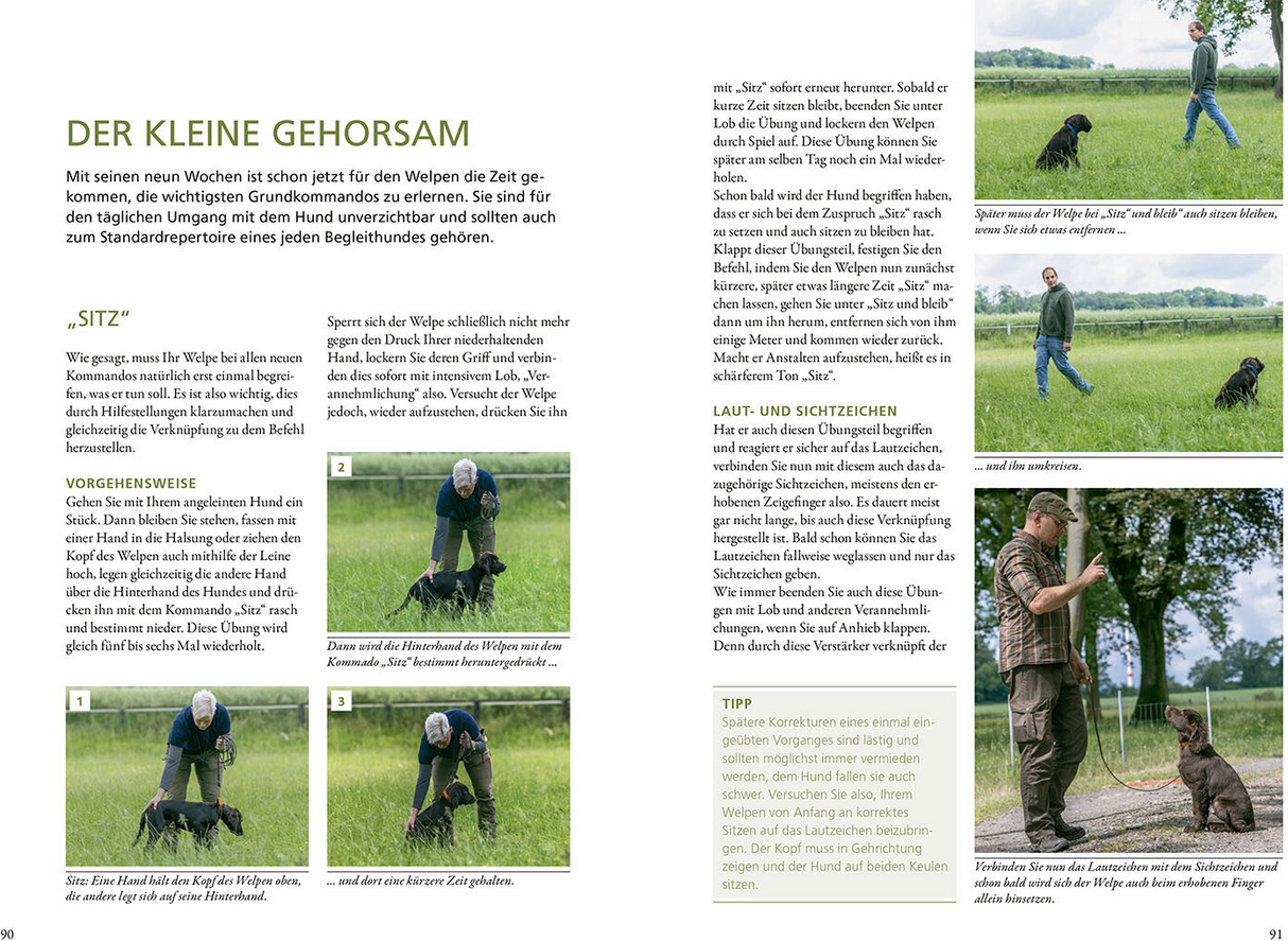Der Jagdhundwelpe - Der kleine Gehorsam