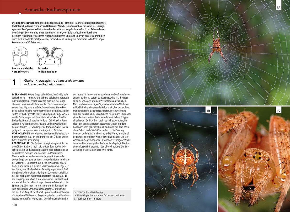 Der Kosmos Spinnenführer - Araneidae Radnetzspinnen