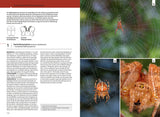 Der Kosmos Spinnenführer - Araneidae Radnetzspinnen