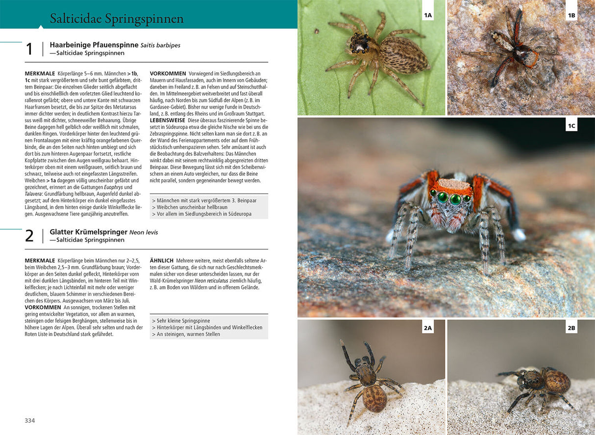 Der Kosmos Spinnenführer - Salticidae Springspinnen