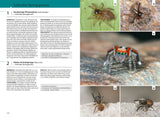 Der Kosmos Spinnenführer - Salticidae Springspinnen