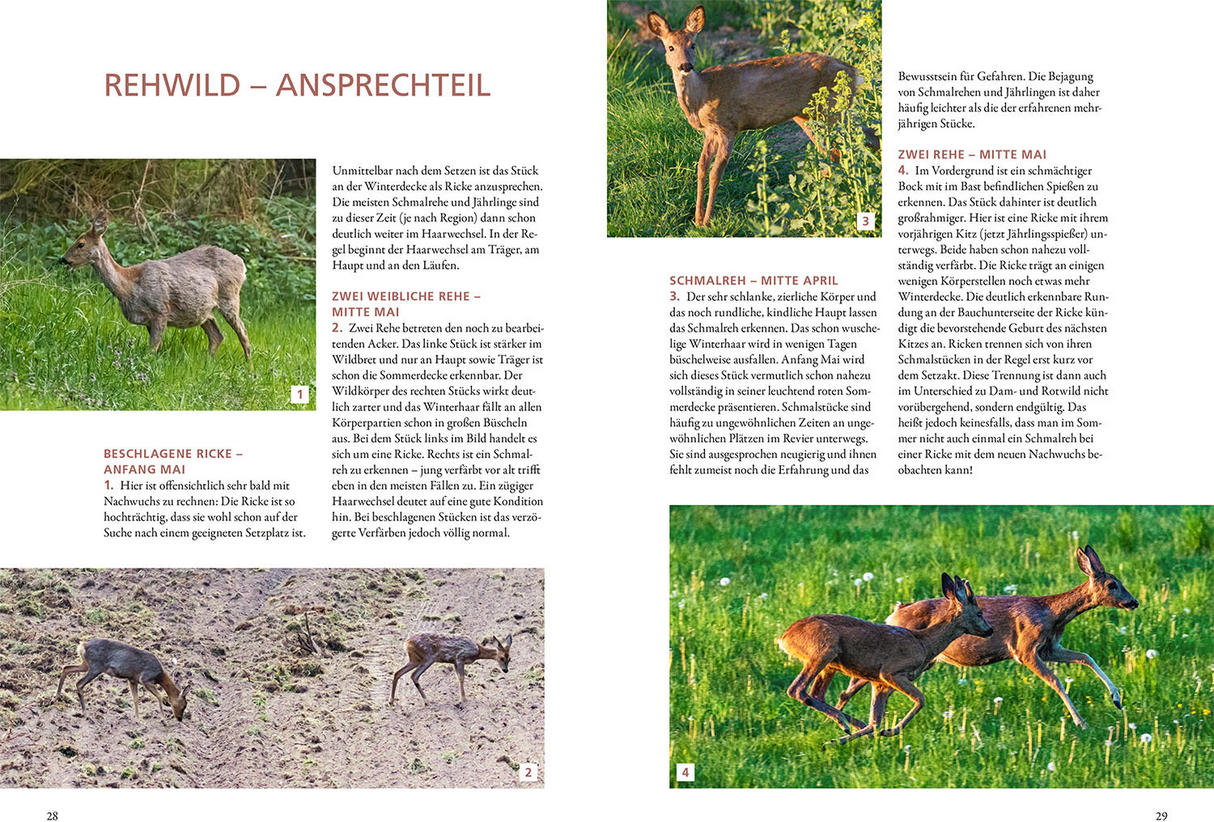 Die Altersansprache des Schalenwilds Rehwild