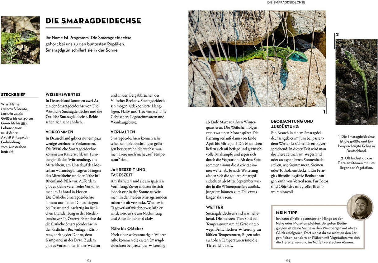 smaragdeidechse beobachten