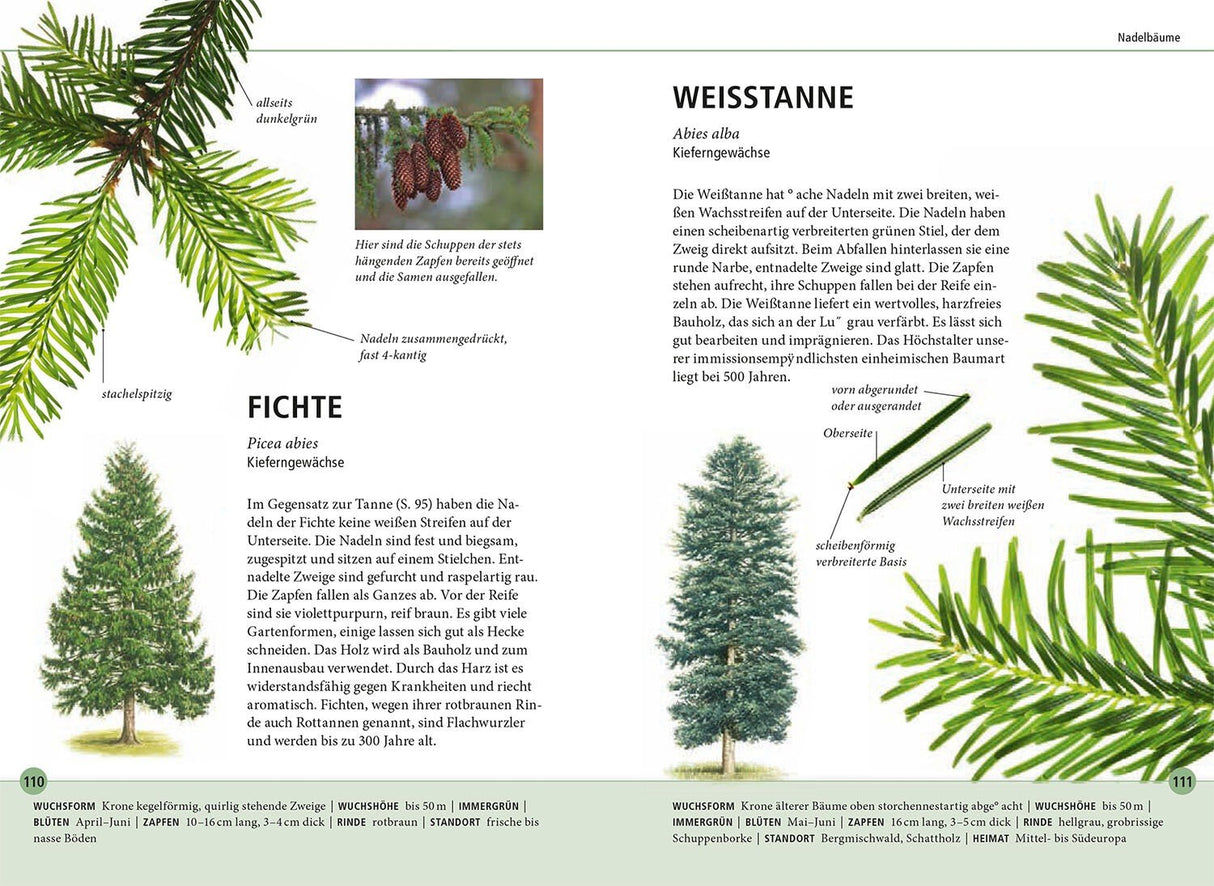 fichte und tanne bestimmungsbuch