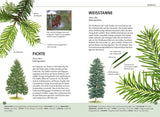 fichte und tanne bestimmungsbuch