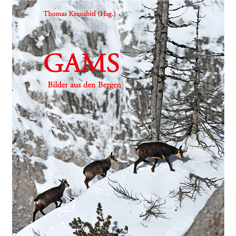 Gams - Bilder aus den Bergen