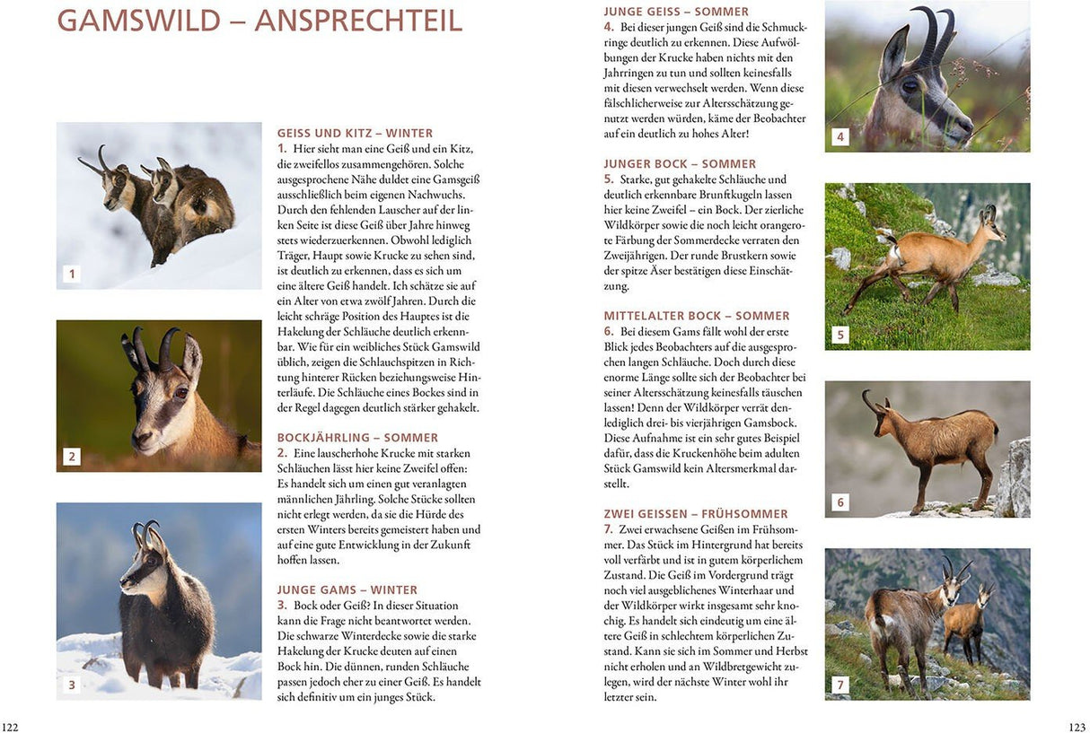 Gamswild Ansprechen