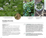 Knoblauchsrauke bestimmen