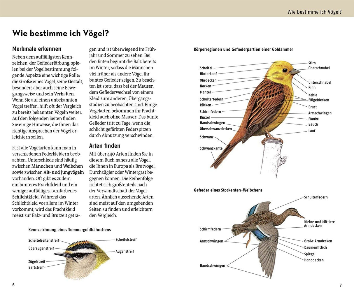 welcher vogel ist das innenansicht