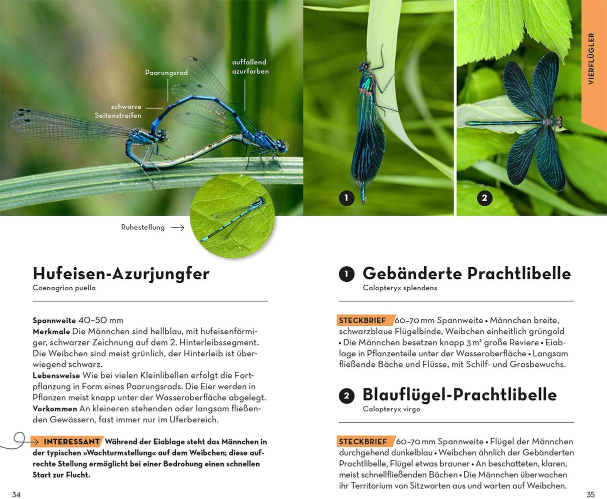 Basic Insekten Libelle bestimmen