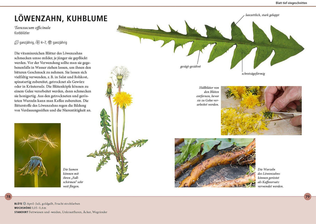 Loewenzahn bestimmen Buch