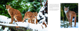 Luchs – Schattenwesen und Lichtgestalt - Innenansicht 3