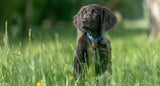der jagdhundewelpe hundeerziehung buch
