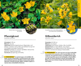 Pfennigkraut bestimmen