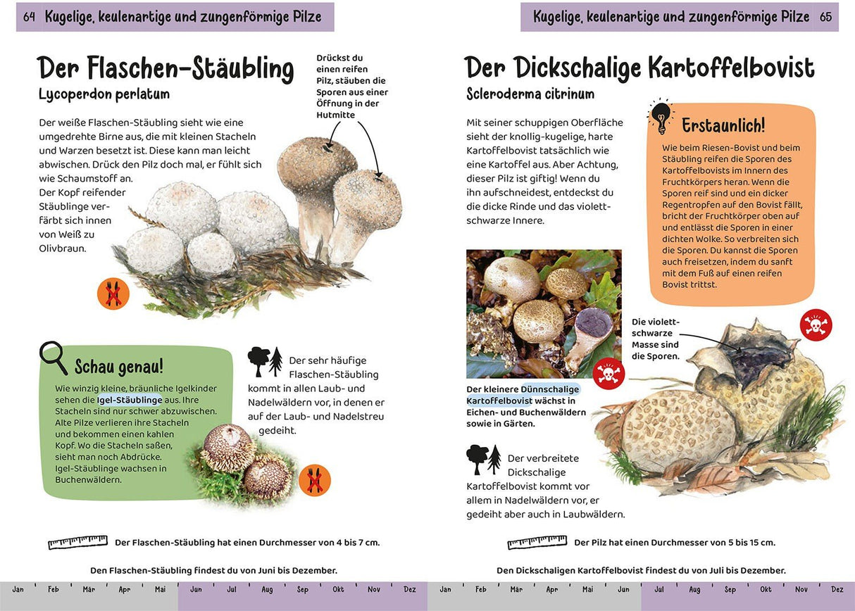 Kinder Pilzbuch Innenansicht