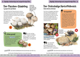 Kinder Pilzbuch Innenansicht
