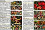 Pilze Mitteleuropas - Innenansicht 2