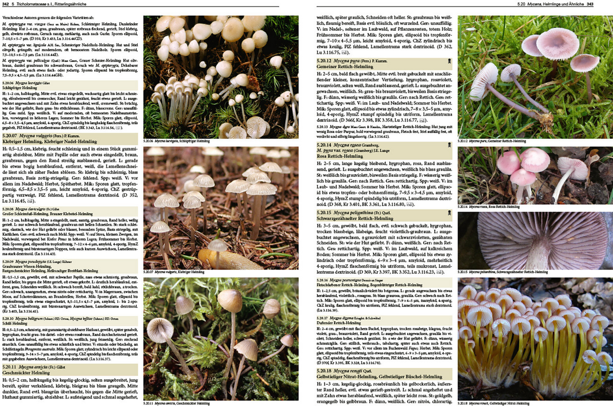 Pilze Mitteleuropas - Innenansicht 1