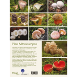 Pilze Mitteleuropas - Backcover
