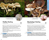 Pilz Rasling bestimmen