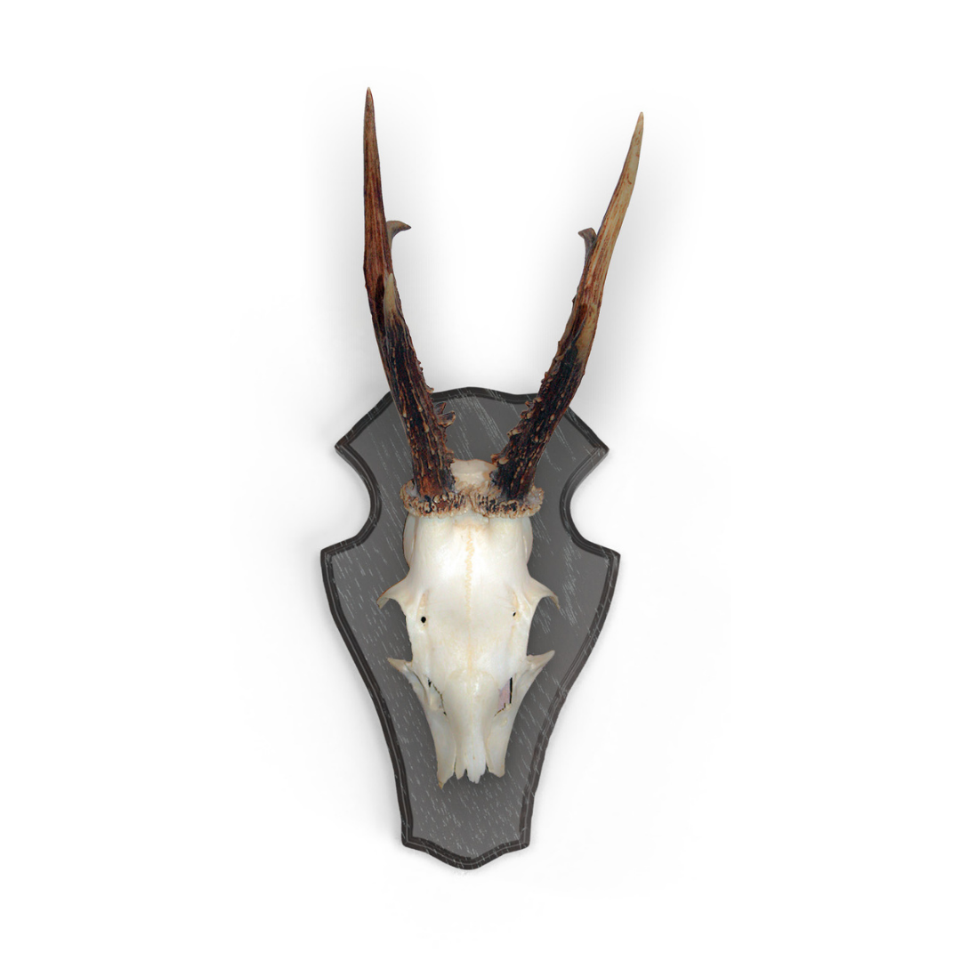 Rehbockbrett Eiche - abgerundete Form - dunkel - Trophäe