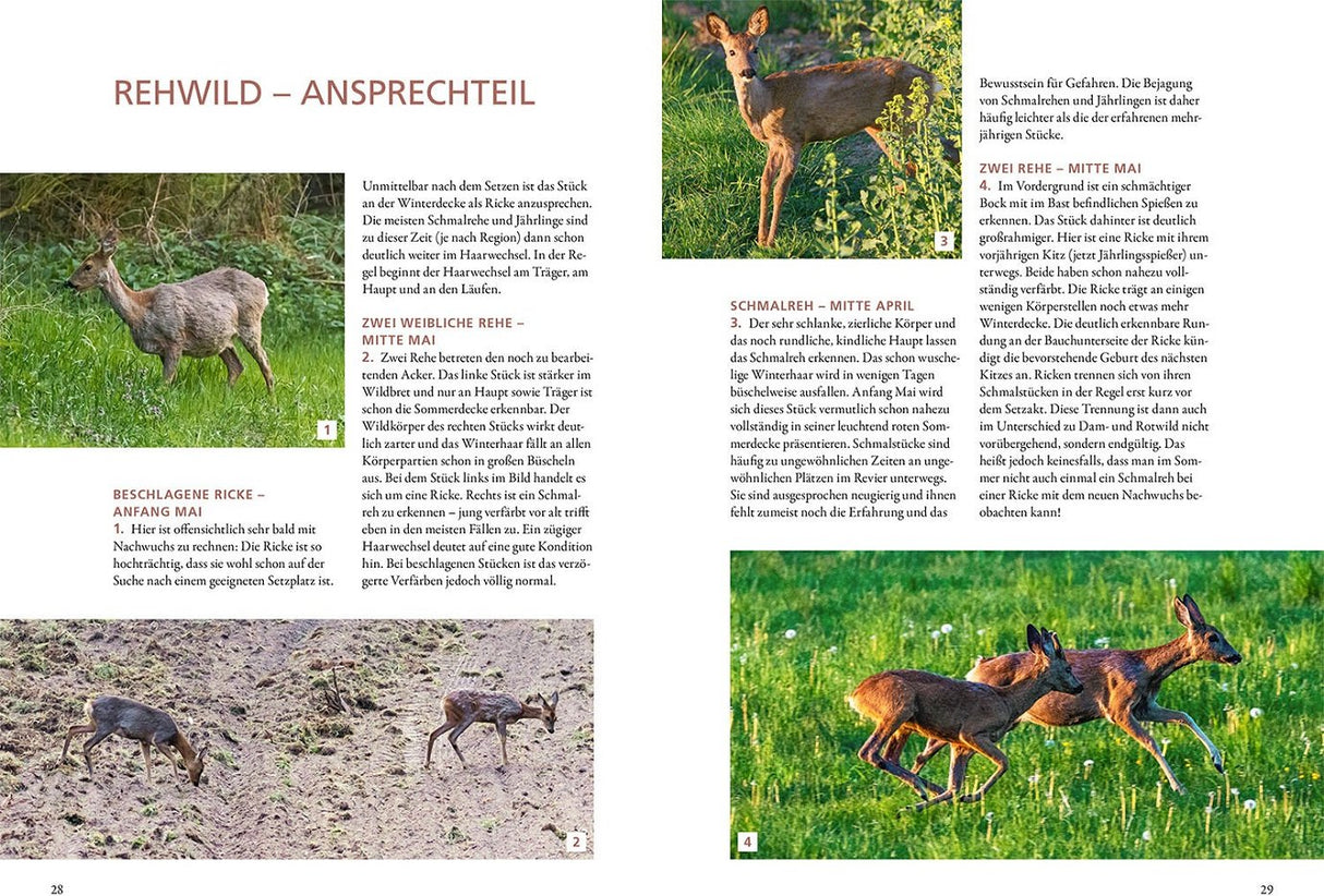 Rehwild ansprechen