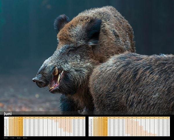 Sauen Kalender im XXL Format