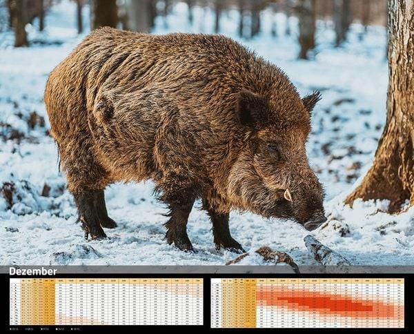 Sauen Kalender Dezember