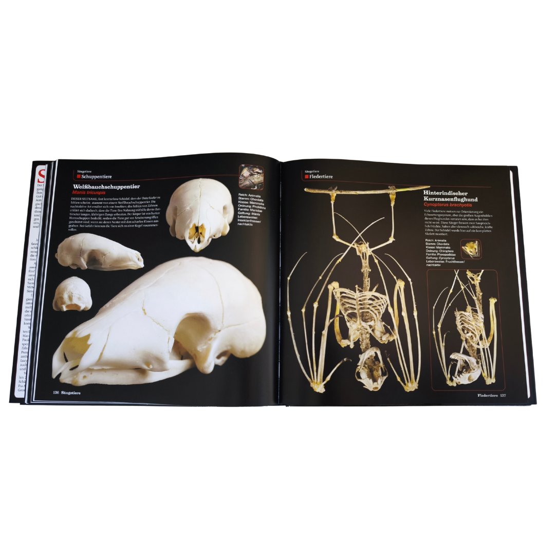 SKULLS SCHÄDEL