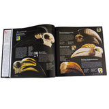 SKULLS SCHÄDEL