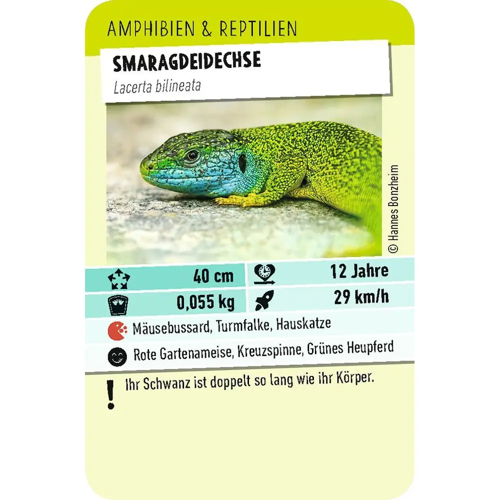 Tiere Toppen - Smaragdeidechse