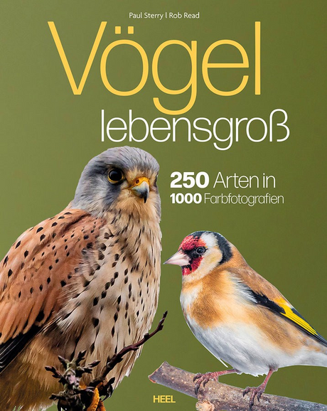 Buch V�gel Lebensgro� Cover