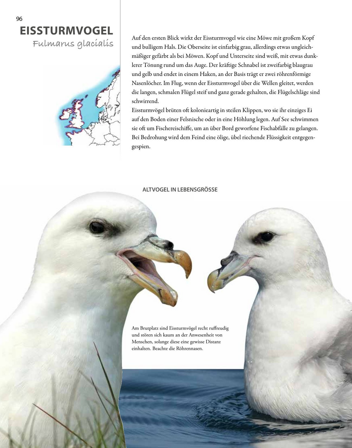 Vögel lebensgroß - Eissturmvogel