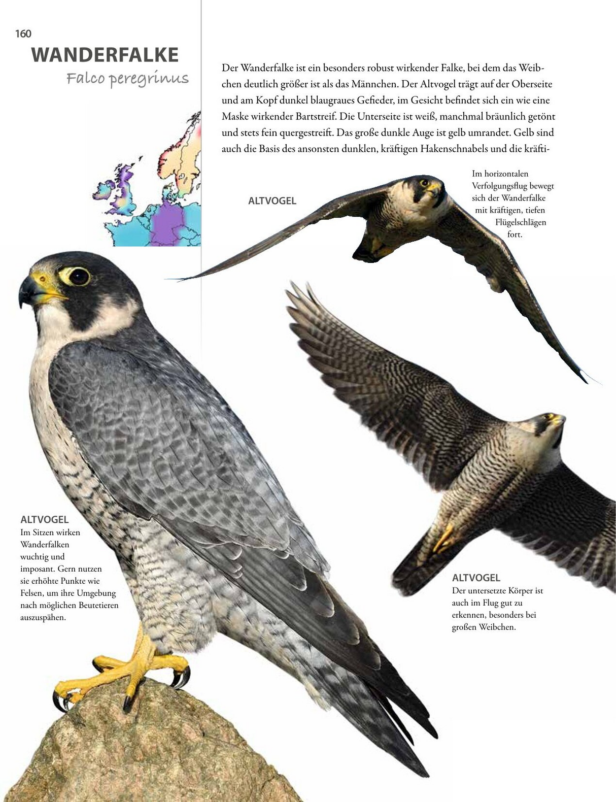 Vögel lebensgroß - Wanderfalke