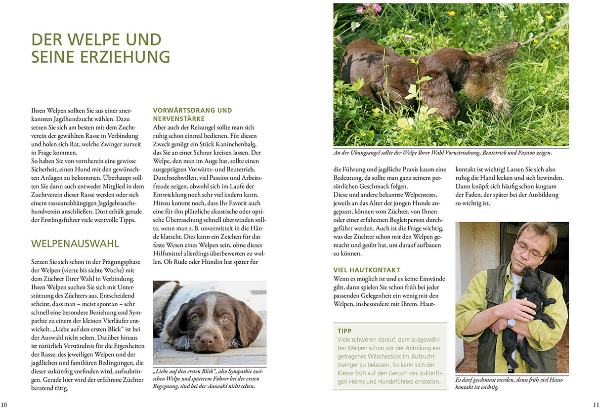 Vom Welpen zum Jagdhelfer - Erziehung