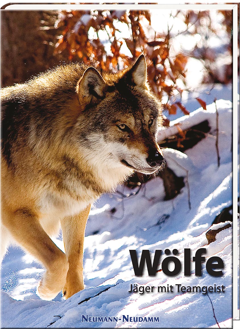 Wölfe - Jäger mit Teamgeist