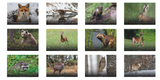 Wald & Wild Kalender 2027 - Monatsübersicht