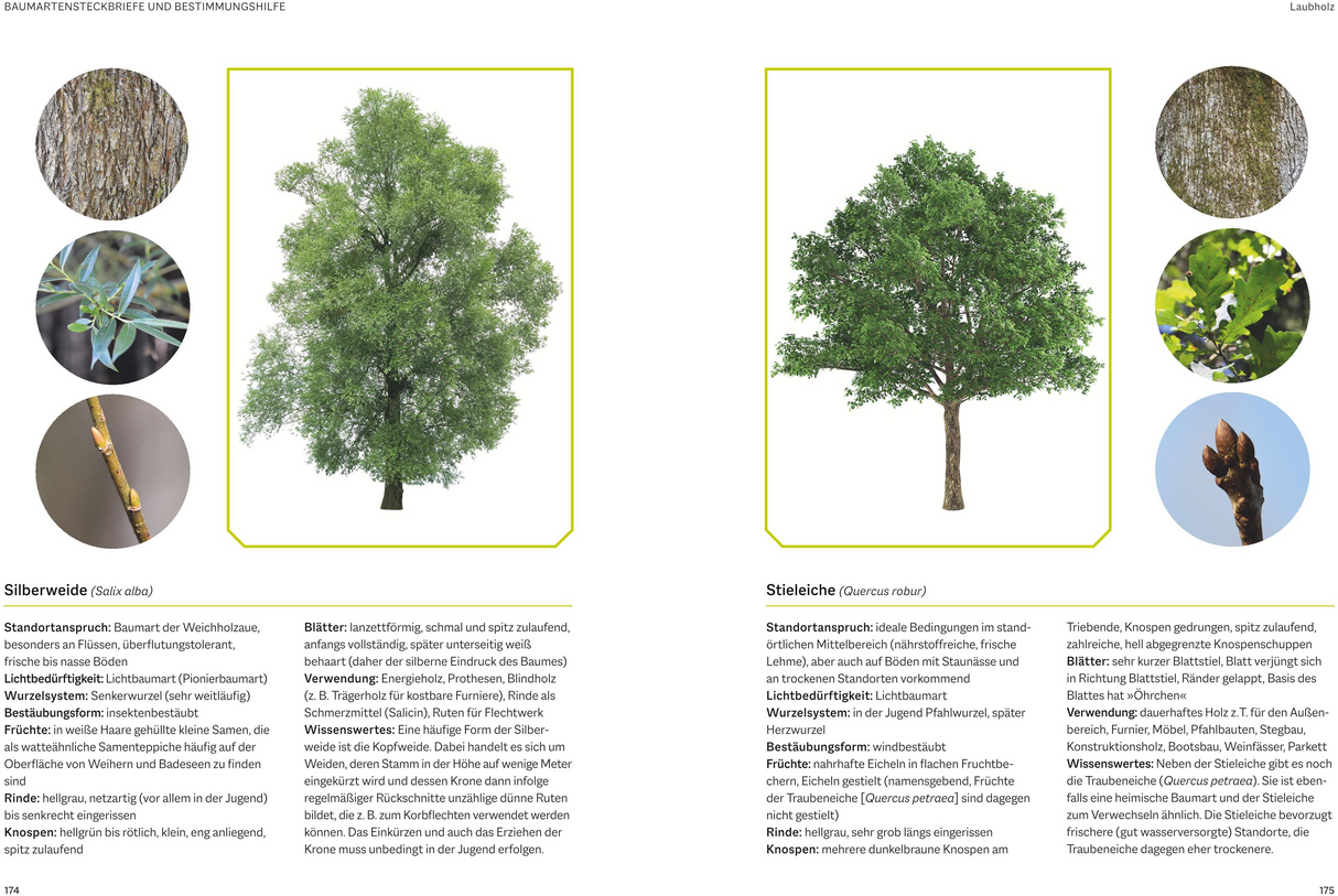 Waldbau für Jäger - Laubholz