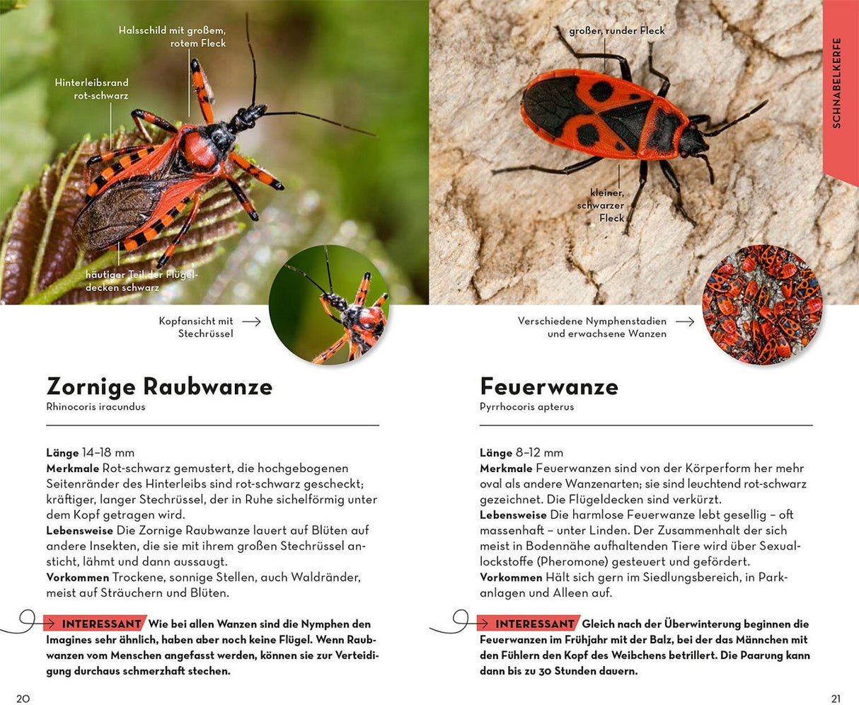 Wanze bestimmung Buch