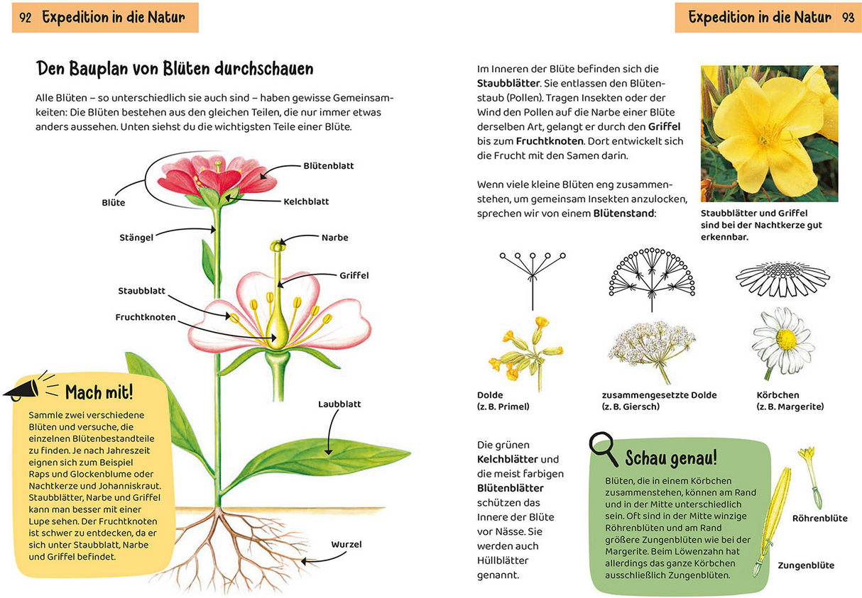 Was blüht denn da? Kindernaturführer - Bauplan Blüten
