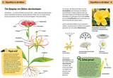 Was blüht denn da? Kindernaturführer - Bauplan Blüten