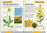 Was blüht denn da? Kindernaturführer - Innenansicht 