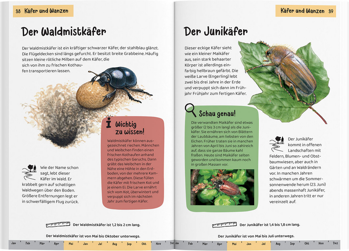 Was krabbelt denn da? Kindernaturführer - Käfer und Wanzen