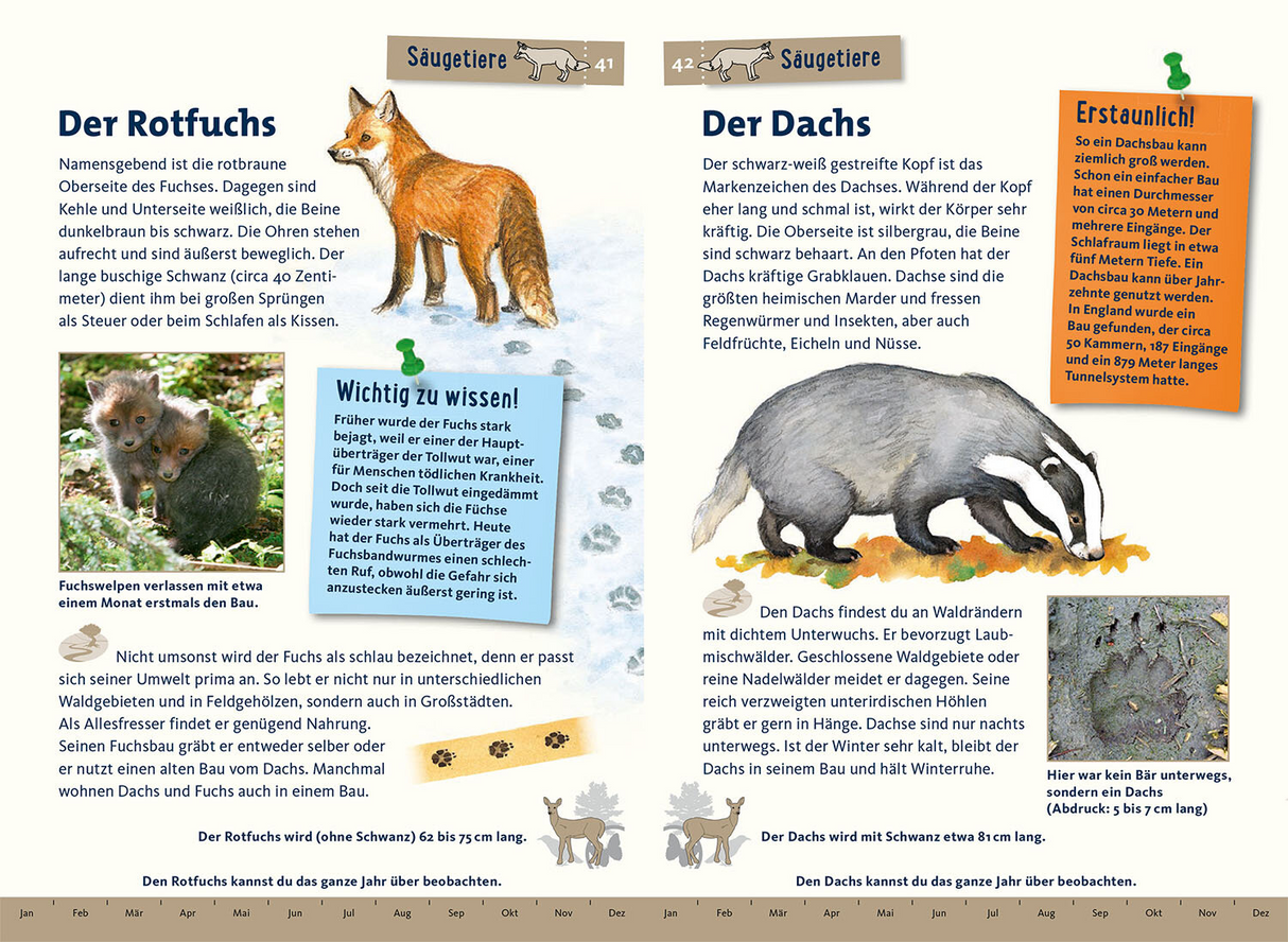 Was lebt im Wald? Kindernaturführer - Säugetiere
