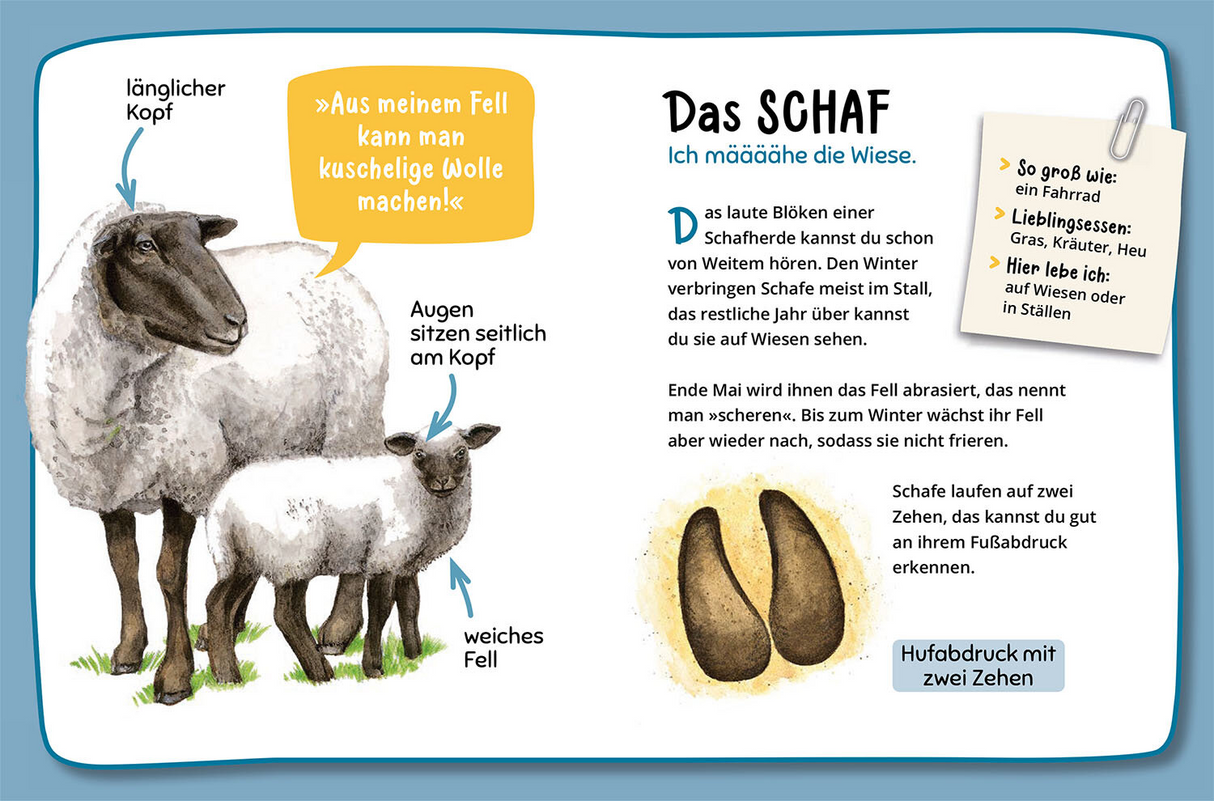 Mein erster Naturführer, Welche Tierspur ist das? - Das Schaf