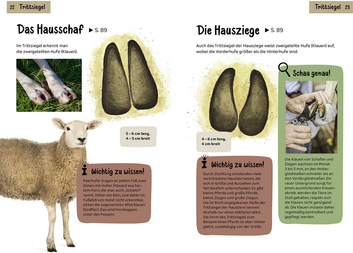 Welche Tierspur ist das? Kindernaturführer - Trittsiegel